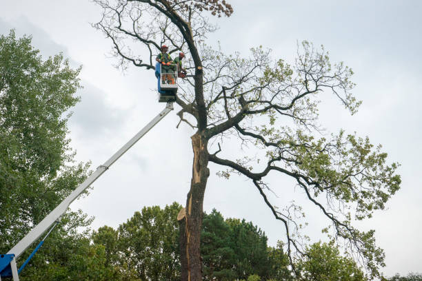 Seasonal Cleanup (Spring/Fall) in Phoenix, NY