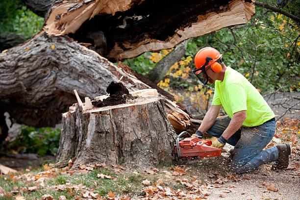 Trusted Phoenix, NY Tree Services Experts